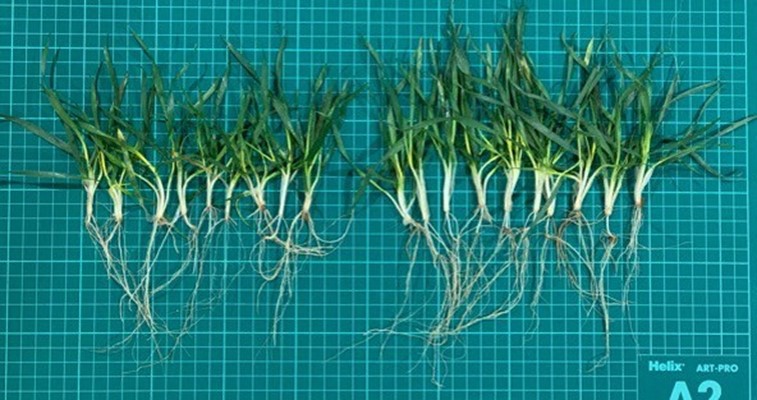 Enhanced tillering and faster growth evident in crop treated with TIROS Max endophytes.