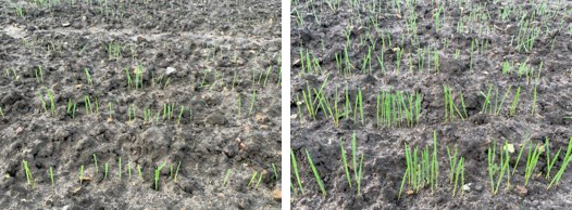 TIROS Max facilitates faster emergence and better establishment